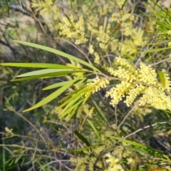 Acacia mucronata subsp. longifolia at Jerrabomberra, ACT - 21 Sep 2021 by Mike