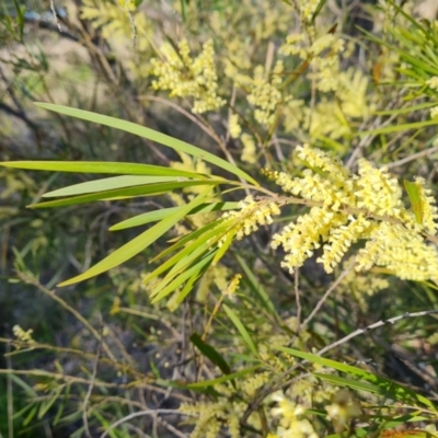 Acacia mucronata subsp. longifolia at Jerrabomberra, ACT - 21 Sep 2021 by Mike