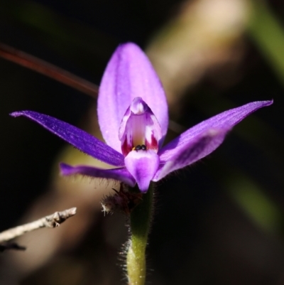 Glossodia minor (Small Wax-lip Orchid) at Wingecarribee Local Government Area - 21 Sep 2021 by Snowflake