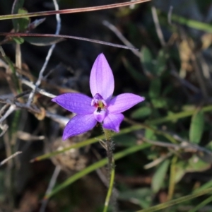 Glossodia minor at Woodlands, NSW - 21 Sep 2021