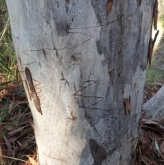 Eucalyptus rossii (Inland Scribbly Gum) at Aranda, ACT - 20 Sep 2021 by drakes