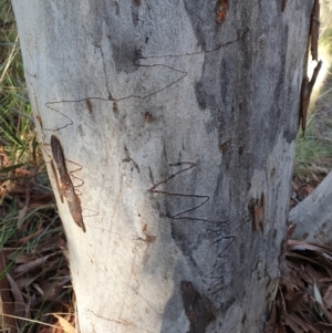 Eucalyptus rossii at Aranda Bushland - 20 Sep 2021