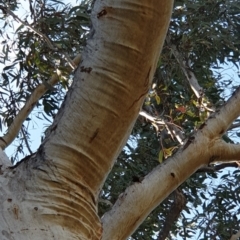 Eucalyptus rossii at Aranda Bushland - 20 Sep 2021