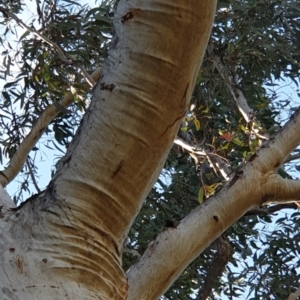 Eucalyptus rossii at Aranda, ACT - 20 Sep 2021