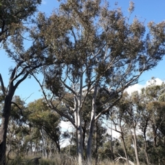 Eucalyptus rossii at Aranda Bushland - 20 Sep 2021