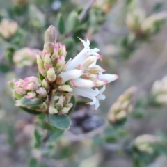 Brachyloma daphnoides (Daphne Heath) at Isaacs Ridge and Nearby - 21 Sep 2021 by Mike