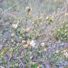 Brachyloma daphnoides at Jerrabomberra, ACT - 21 Sep 2021