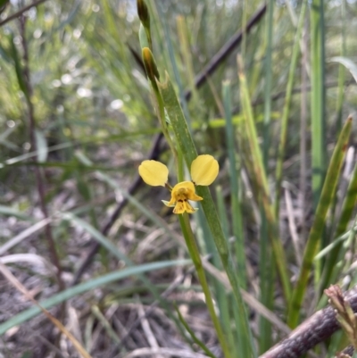 Diuris nigromontana (Black Mountain Leopard Orchid) at Gossan Hill - 21 Sep 2021 by JVR