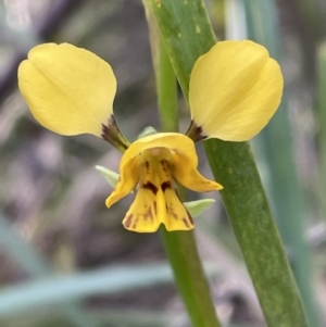 Diuris nigromontana at Bruce, ACT - suppressed