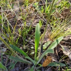 Plantago varia (Native Plaintain) at Isaacs Ridge and Nearby - 21 Sep 2021 by Mike