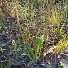 Plantago varia at Jerrabomberra, ACT - 21 Sep 2021 04:23 PM