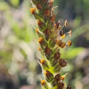 Plantago varia at Jerrabomberra, ACT - 21 Sep 2021