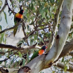 Trichoglossus moluccanus (Rainbow Lorikeet) at Higgins, ACT - 21 Sep 2021 by RoxanneForrest