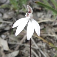 Caladenia fuscata (Dusky Fingers) at Holt, ACT - 19 Sep 2021 by RobParnell