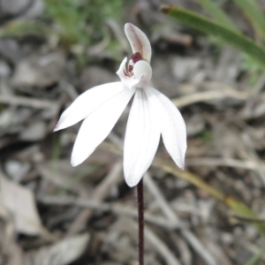 Caladenia fuscata at Holt, ACT - 19 Sep 2021