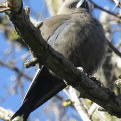Artamus cyanopterus (Dusky Woodswallow) at Lake Burley Griffin West - 16 Sep 2021 by RobParnell