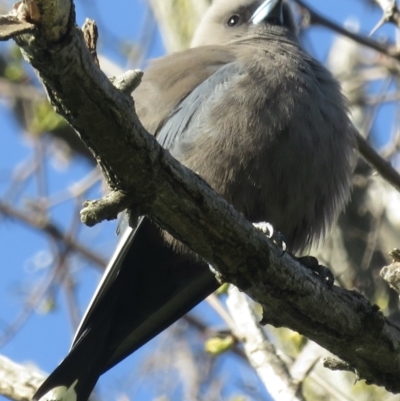 Artamus cyanopterus (Dusky Woodswallow) at Acton, ACT - 16 Sep 2021 by RobParnell