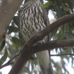 Oriolus sagittatus (Olive-backed Oriole) at Holt, ACT - 19 Sep 2021 by RobParnell