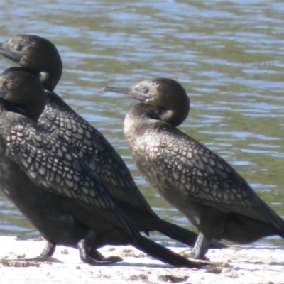 Phalacrocorax sulcirostris (Little Black Cormorant) at Lake Burley Griffin West - 16 Sep 2021 by RobParnell