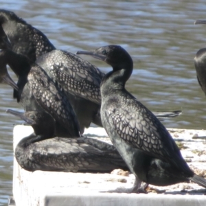 Phalacrocorax sulcirostris at Yarralumla, ACT - 17 Sep 2021