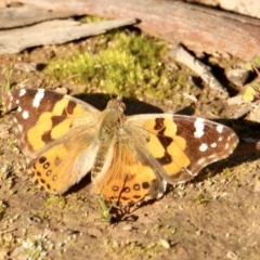 Vanessa kershawi (Australian Painted Lady) at Albury - 21 Sep 2021 by PaulF