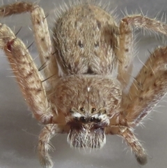 Isopeda (genus) (Huntsman Spider) at Narrabundah, ACT - 14 Sep 2021 by RobParnell