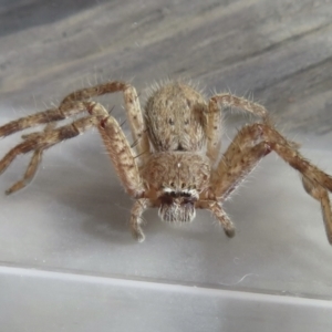 Isopeda sp. (genus) at Narrabundah, ACT - 14 Sep 2021 02:00 PM