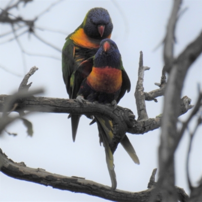 Trichoglossus moluccanus (Rainbow Lorikeet) at Lions Youth Haven - Westwood Farm A.C.T. - 21 Sep 2021 by HelenCross