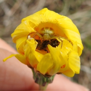 Lehtinelagia prasina at Kambah, ACT - suppressed