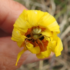 Lehtinelagia prasina at Kambah, ACT - 21 Sep 2021