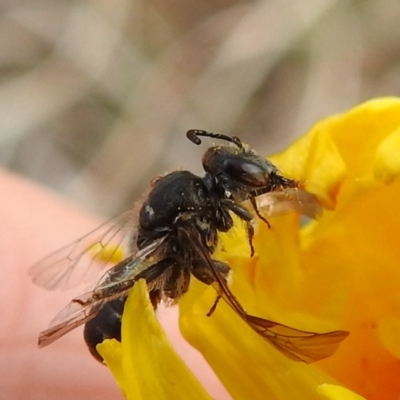 Lasioglossum (Chilalictus) sp. (genus & subgenus) (Halictid bee) at Lions Youth Haven - Westwood Farm A.C.T. - 21 Sep 2021 by HelenCross