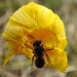 Lasioglossum (Chilalictus) sp. (genus & subgenus) at Kambah, ACT - 21 Sep 2021