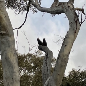 Callocephalon fimbriatum at Bruce, ACT - suppressed