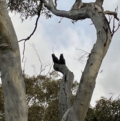 Callocephalon fimbriatum (Gang-gang Cockatoo) at GG275 - 21 Sep 2021 by JVR