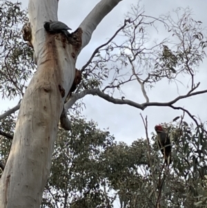 Callocephalon fimbriatum at Bruce, ACT - suppressed