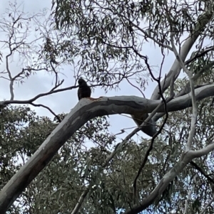 Callocephalon fimbriatum at Bruce, ACT - suppressed