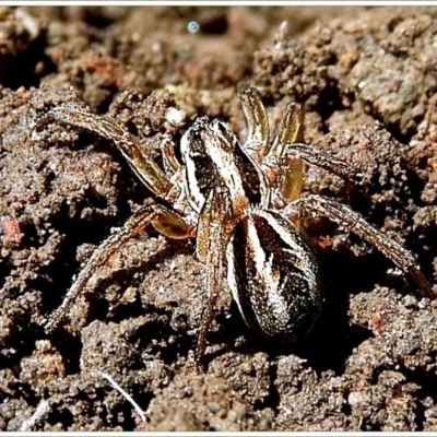 Lycosidae (family) (Wolf spider) at Crooked Corner, NSW - 20 Sep 2021 by Milly