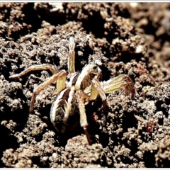 Lycosidae (family) at Crooked Corner, NSW - 20 Sep 2021 11:12 AM