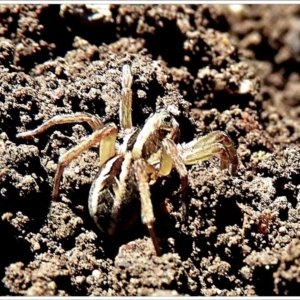 Lycosidae (family) at Crooked Corner, NSW - 20 Sep 2021 11:12 AM