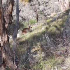 Notamacropus rufogriseus (Red-necked Wallaby) at Calwell, ACT - 21 Sep 2021 by jamesjonklaas