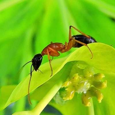 Camponotus consobrinus (Banded sugar ant) at Crooked Corner, NSW - 18 Sep 2021 by Milly