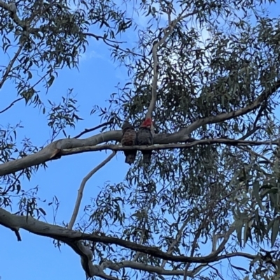 Callocephalon fimbriatum (Gang-gang Cockatoo) at Bruce Ridge to Gossan Hill - 21 Sep 2021 by JVR