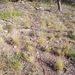 Indigofera australis subsp. australis at Calwell, ACT - 21 Sep 2021 05:53 PM