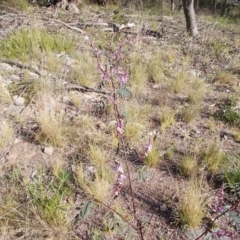 Indigofera australis subsp. australis (Australian Indigo) at Calwell, ACT - 21 Sep 2021 by jamesjonklaas