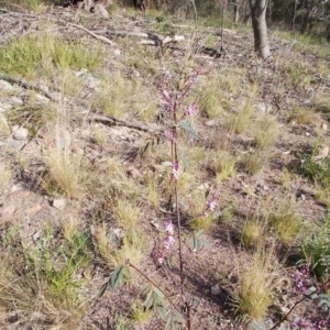 Indigofera australis subsp. australis at Calwell, ACT - 21 Sep 2021
