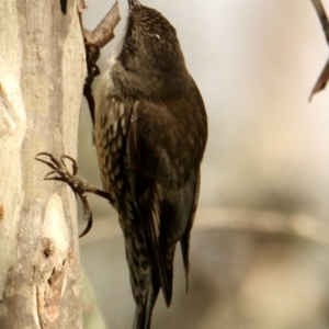 Cormobates leucophaea at Wirlinga, NSW - 21 Sep 2021 03:49 PM