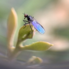 Unidentified Other true fly at Murrumbateman, NSW - 20 Sep 2021 by SimoneC