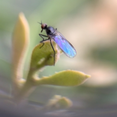 Unidentified Other true fly at Murrumbateman, NSW - 20 Sep 2021 by SimoneC