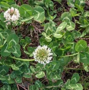 Trifolium repens at Holt, ACT - 21 Sep 2021