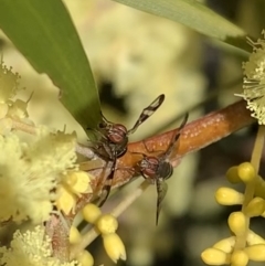Rivellia sp. (genus) (Signal fly) at Murrumbateman, NSW - 21 Sep 2021 by SimoneC
